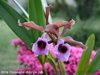Laelia tenebrosa (Schwerter Orchideenzucht ) 